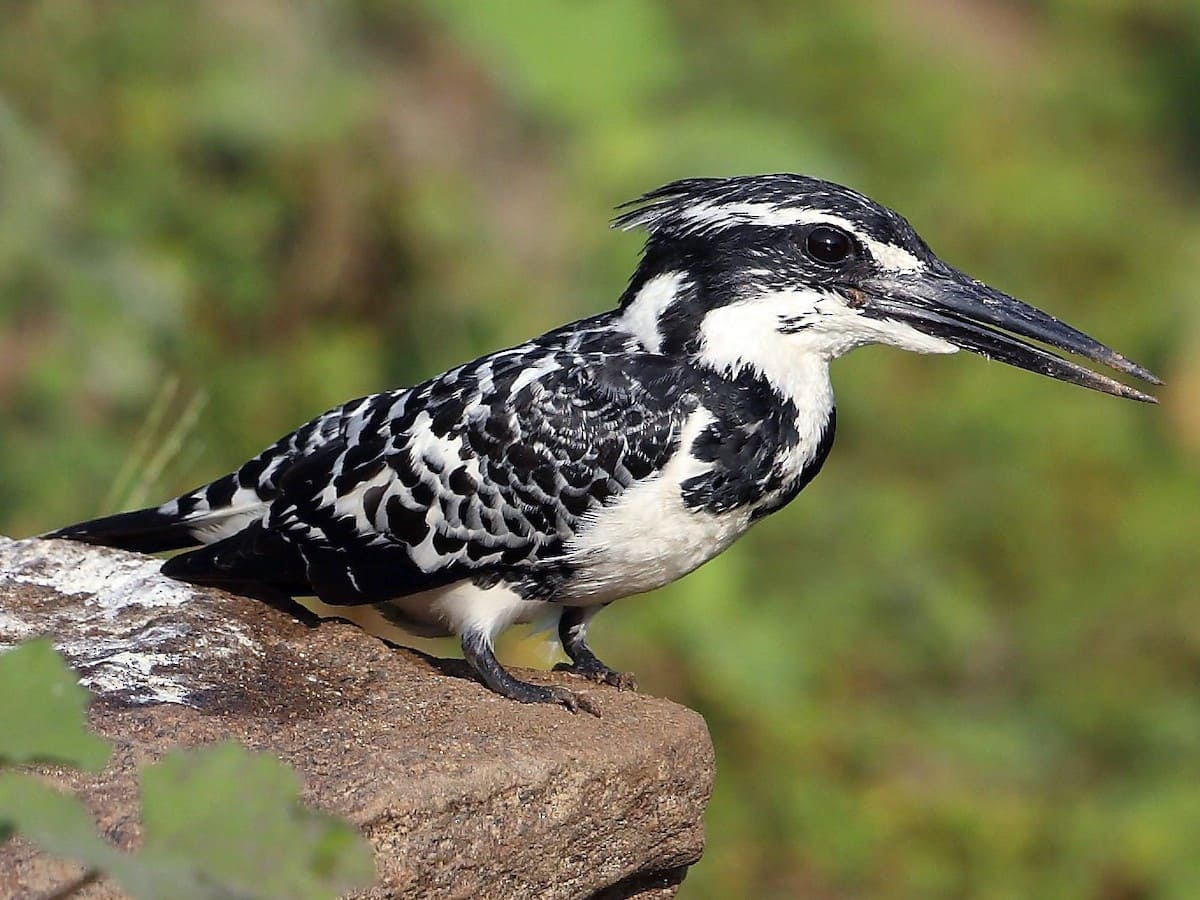 Pied Kingfisher